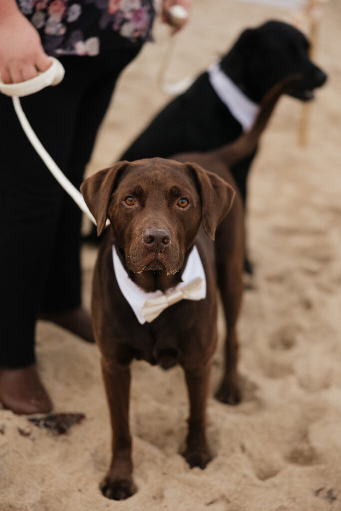 cute pet of the couple at the ceremony